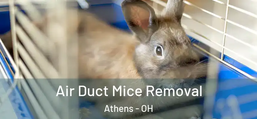  Air Duct Mice Removal Athens - OH